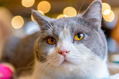 育碧因停服《飙酷车神》被两名加州玩家起诉